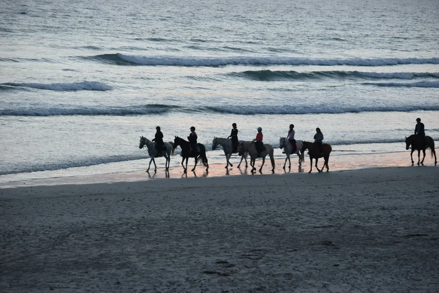 Cheval en Camargue