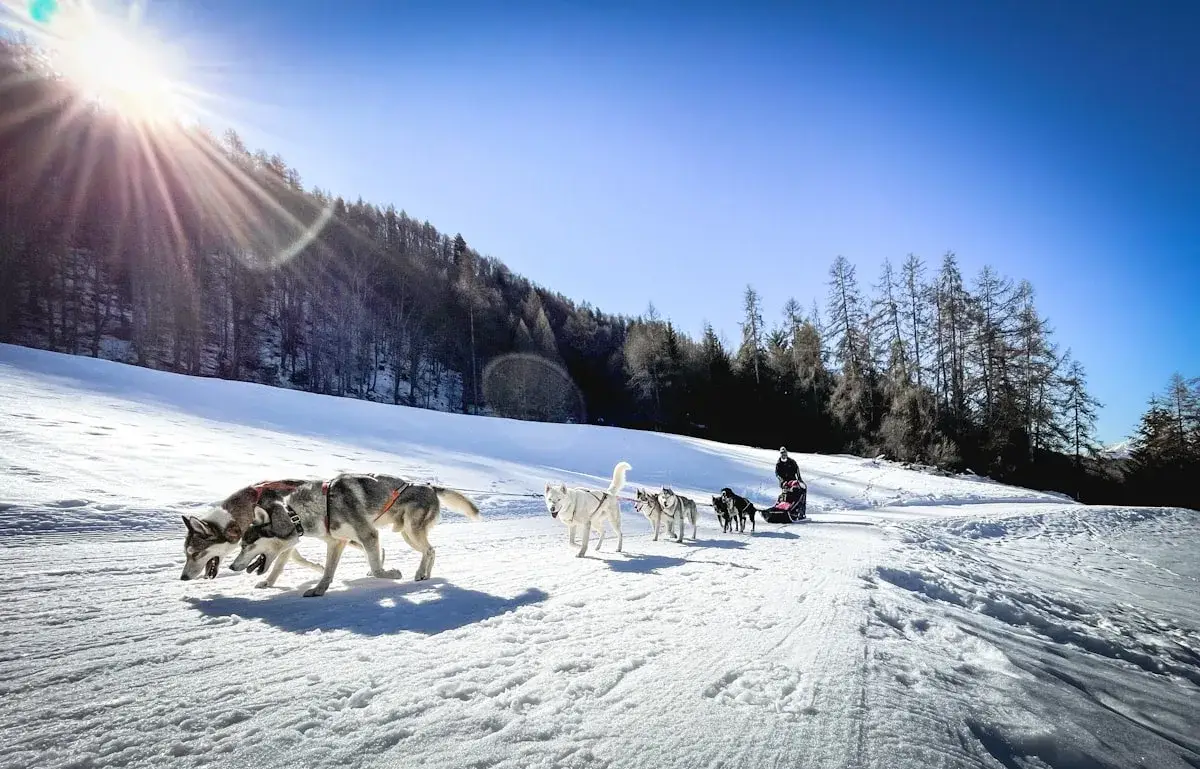 Chien de Traîneaux au Canada
