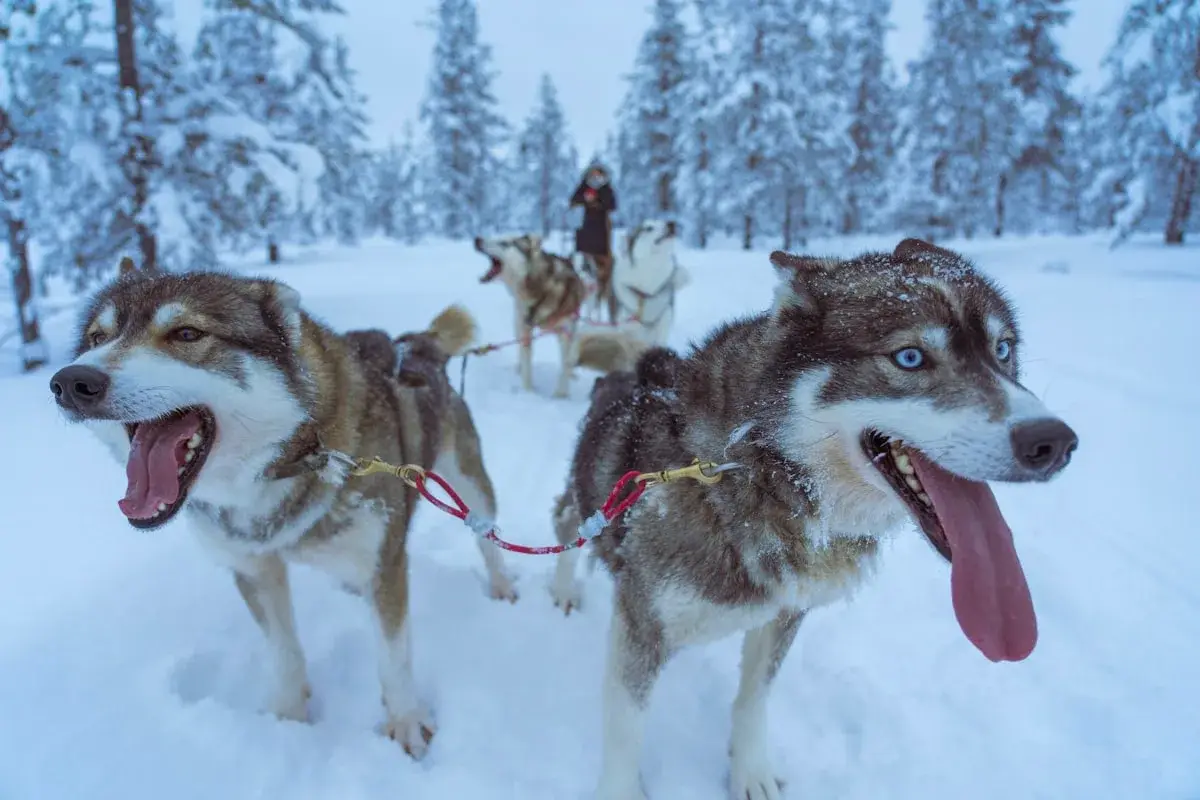 Chien de Traîneaux au Canada — photo 2